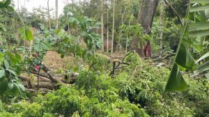 AWAS LICIN‼️SULITNYA TEBANG POHON TREMBESI TINGGI DI SAAT MUSIM PENGHUJAN STIHL #ms660#ms070