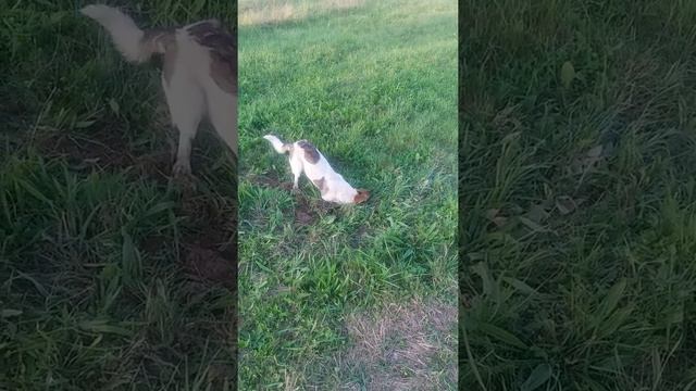 Собака-охотник на мышь. смотреть онлайн