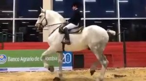 Першерон. Выездка