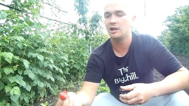 КОРОЛЕВА ЕЛИЗАВЕТА . КЛУБНИКА. Мой обзор для Вас. смотреть онлайн