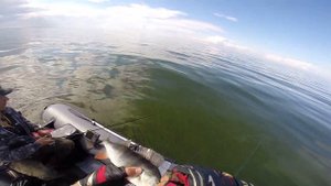 Ловля окуня на Рыбинском водохранилище.