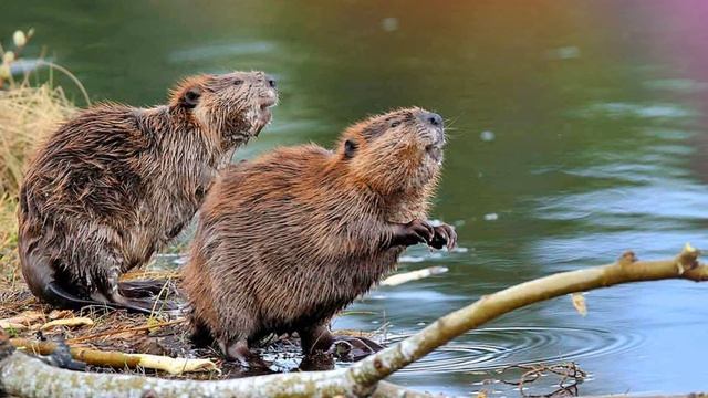 Звук бобра, крик бобра, какие звуки издают бобры?
