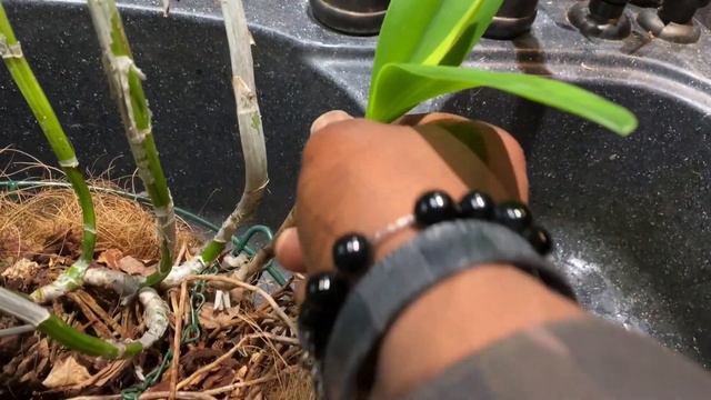 #CATTLEYA AN ORCHID A DAY EPISODE 143 смотреть онлайн