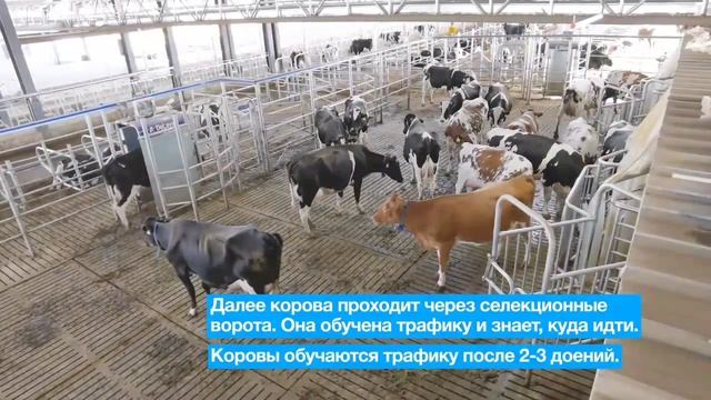 Компания 