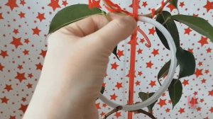 формирование фикуса бенджамина кольцами