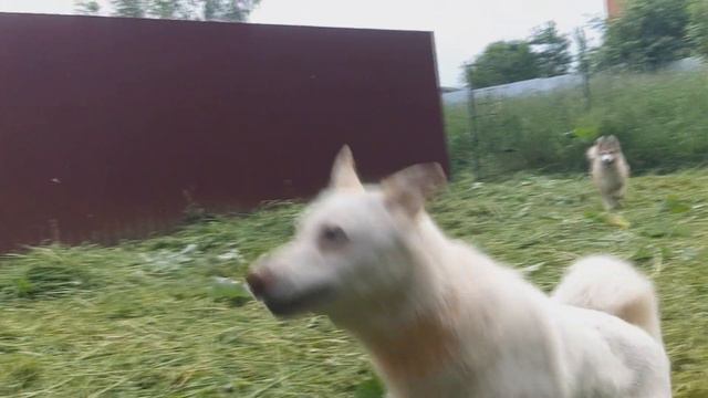 Лайки в движении/Замедленная съемка/ смотреть онлайн