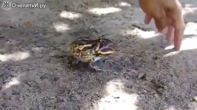 Лягушка рогатка защищается смотреть онлайн