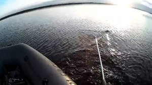 Лещ с ленточным червем 1