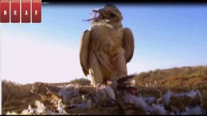 Самая быстрая птица в мире?