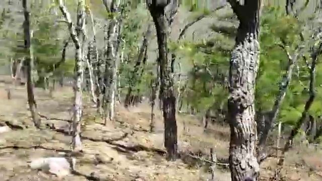 Чëрный куст Приморский край. Остатки самолëта смотреть онлайн