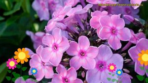 Флокс метельчатый Рейнбоу Данcер. Краткий обзор, описание phlox paniculata Rainbow Dancer