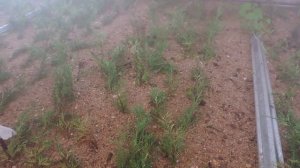 Черенкование можжевельника