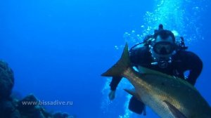 Дайвинг на острове Косумель и Плайа дель Кармен