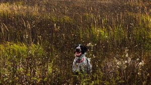Охота на фазана в Калужской области.