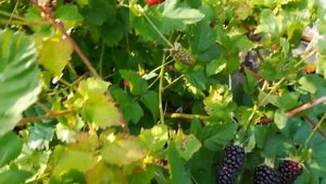 Ежемалина (сорт на упаковке тайберри) июль 2018 года (видео 1)