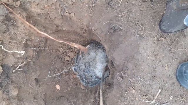 охота на барсука смотреть онлайн