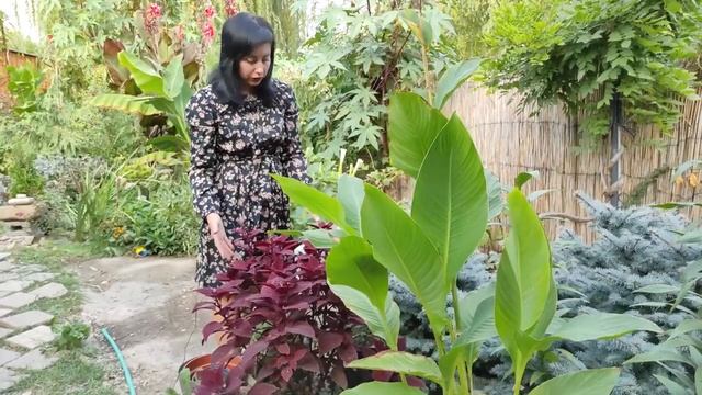 осенний сад 2021 ОБЗОР САДА 18 сентября | Цветущий сад осенью | Редкие растения в саду смотреть онлайн