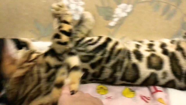 Плюсы и минусы Бенгальских котов