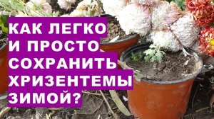 Как легко просто сохранить хризантемы зимойHow to easily and simply preserve chrysanthemums in winte