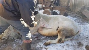 РЕДКИЙ БЫК МОНБЕЛЬЯРД 450 КГ