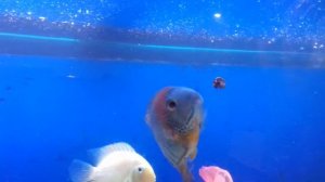 Цихлиды и улитки