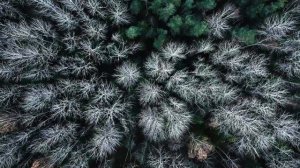 Trees in wind | Nature drone video | 4K UHD