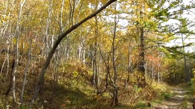 Золотые берёзы Руси смотреть онлайн