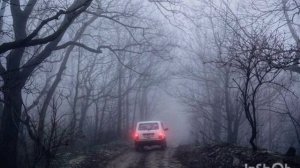 туманный лес