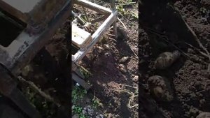 Грохотная картофелекопалка без грохота