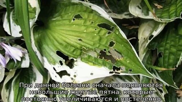 Почему у хосты желтеют листья и что делать