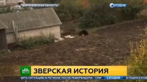 Взбесившийся медведь загрыз насмерть пенсионера. 16.10.2017.
