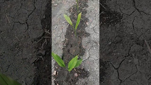 Куркума в открытом грунте в Анапе смотреть онлайн