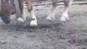 Жеребцы тяжеловозы Андрея Сундырина , город Пласт Челябинская область.