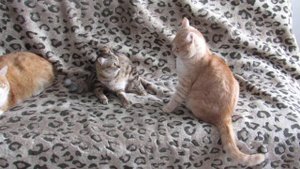Кошачьи разборки Коты дерутся Коты инвалиды Приколы с котами