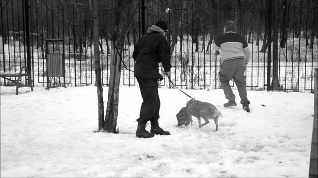Австралийский хиллер на защите смотреть онлайн