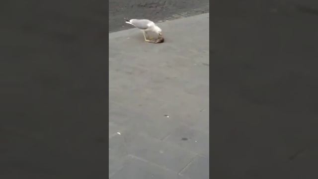 Piazza Cavour - gabbiano mangia topo