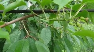 Актинидии/киви/ ,мальчик или девочка ?