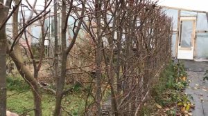 Живая изгородь из липы мелколистной