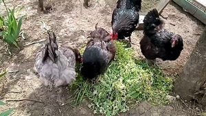 Обзор кур породы Джерсийский Гигант.