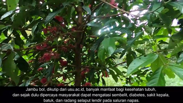 Jambu Bol Jamaica Jamaika / Syzygium malaccense смотреть онлайн