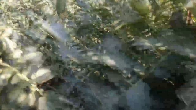 помидоры сорт *Президент* смотреть онлайн