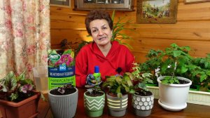 УНИКАЛЬНАЯ ПОДКОРМКА ДЛЯ СЛАБОЙ РАССАДЫ В ДОМАШНИХ УСЛОВИЯХ. Первая подкормка рассады томатов.