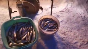 Рыбалка на Камчатке, корюшка сезон 2019-2020. KamFishing.ru (автор не известен)