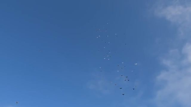 Полет Николаевских голубей 12.01.2019