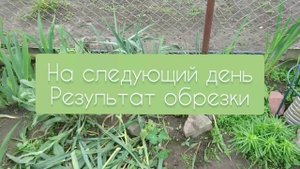 Юкка нитчатая  заболела пятнистостью. Что делать?