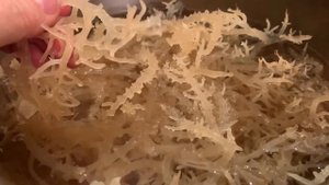 Водоросли Ирландский Мох Irish Moss