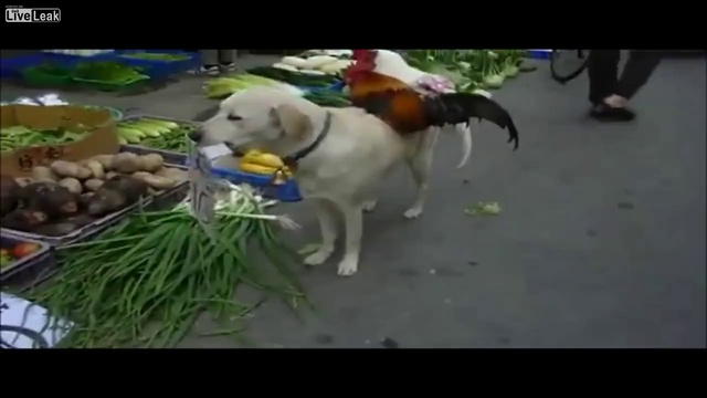 Собака продавака