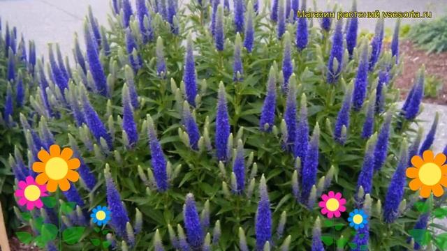 Вероника колосистая. Краткий обзор, описание характеристик veronica spicata смотреть онлайн
