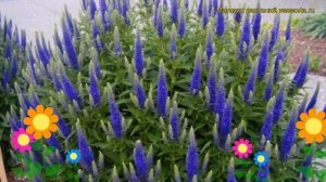 Вероника колосистая. Краткий обзор, описание характеристик veronica spicata