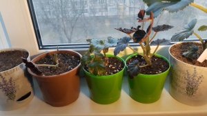 ЕЩЁ ОДИН ВАРИАНТ ЗИМОВКИ КЛУБНЕВЫХ БЕГОНИЙ  ПЕРВОГО ГОДА ЖИЗНИ?  - КОГДА РАСТЕНИЯ ЗИМУЮТ БЕЗ ЛИСТВЫ